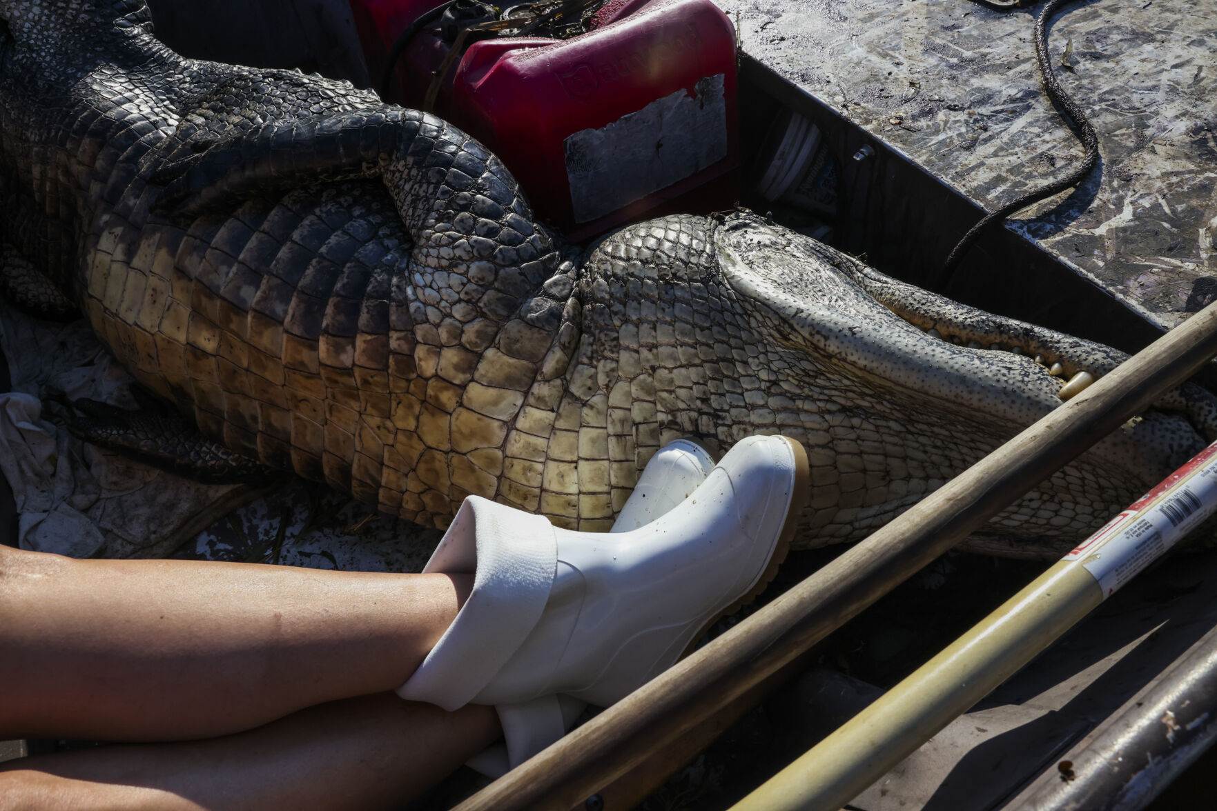 NO.gatorseason.090222.10.jpg